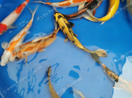 koi for sale from &pound;5