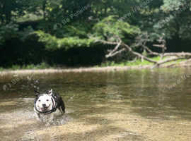 Prestige Canine Services