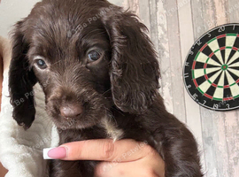 Sprocket spaniel working puppies