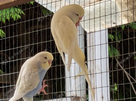 Young budgies for sale Ideal age for taming