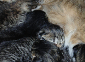 Long haired kittens