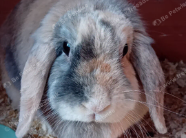 Beautiful female mini lop rabbit