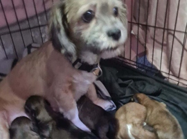 Lhasa-apso pups