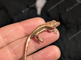 Lilly White Crested gecko hatchlinG