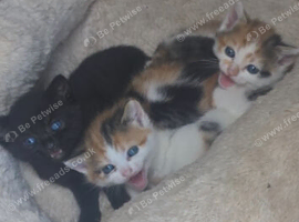Siberian cats