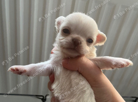 Long coat chihuahua boys