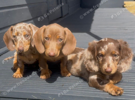 Ready to leave KC registered miniature dachshunds
