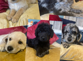 Labradoodle Puppies 8 weeks old