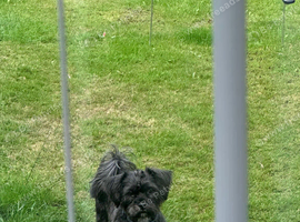 Black shorkie