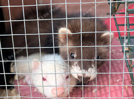 Two Male Ferret Kits