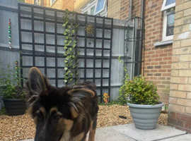 5 month male