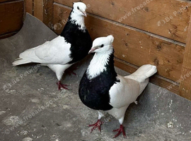 Iranian Toghie Highflyer Pigeons For Sale