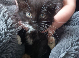 Long haired boys and girls kittens