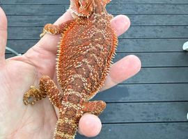 Bearded Dragons