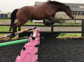 Stunning 6 year old Welsh d gelding project