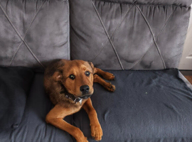 Rottweiler cross needs a home