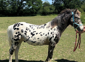 Stunning Appaloosa yearling gelding