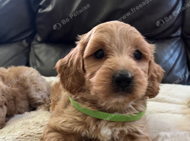 Cavachon x toy poodle puppies