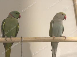 Proven pair of Indian ring necks!