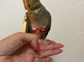 Baby cocktail
