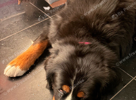 Gorgeous 3 year old Bernese female