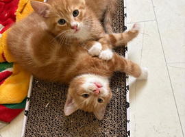 Kittens