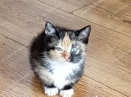 Siamese X Maine coon kittens ready now