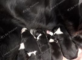 Wyverne Roy and Pips Litter of 9