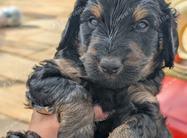 Rottweiler /  Rottidoodle