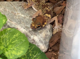 Barking gecko and everything for sale