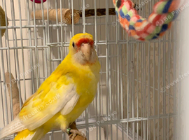 Babe lutino red rumped parakeet