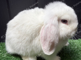 Mini lop blue eyed white buck available