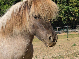 REGISTERED MINIATURE SHETLAND GELDING