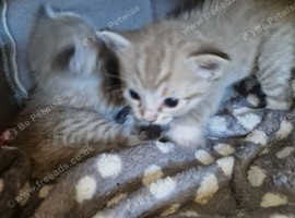 Ragdoll x kittens