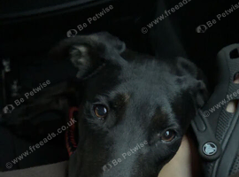 Belgium Shepard x