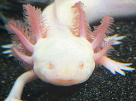 Albino axolotl
