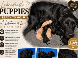 Labradoodle puppies
