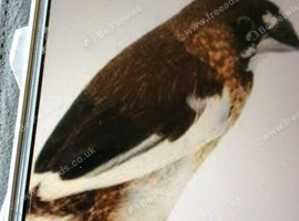 Wanted Bengalise finches