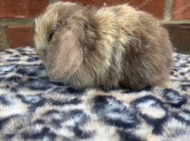 pure bred baby mini lops pedigreed