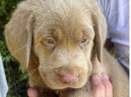 Silver Labrador puppies