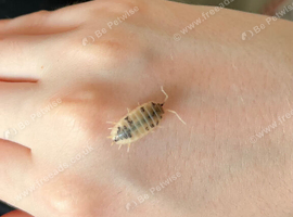Different types of isopods