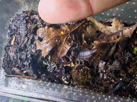 Asian forest scorpion