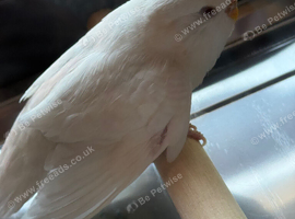 Rare Albino Snow White Budgie With Cage