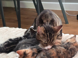 Kittens