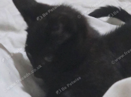 I have 1 black kitten male