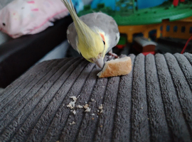 3 cockatiels 3/4y for sale and cage PROVEN PAIR