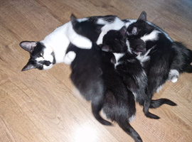 Female kittens for sale SOLD