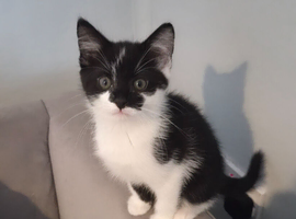 Adorable Bengal-Mix Kittens - Mum is Half Bengal!