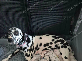 Stunning kc registered dalmatian puppies