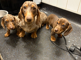 Beautiful miniature dachshund puppies for sale boys